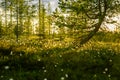 A beautiful bog landscape with cottongrass in sunset with a sun flare