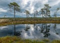 Bog landscape, the land is covered with bog vegetation, moss, grass and small pines, sky and tree reflections in swamp lake Royalty Free Stock Photo