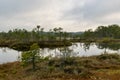 Bog landscape, the land is covered with bog vegetation, moss, grass and small pines, sky and tree reflections in swamp lake Royalty Free Stock Photo