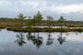 Bog landscape, the land is covered with bog vegetation, moss, grass and small pines, sky and tree reflections in swamp lake Royalty Free Stock Photo