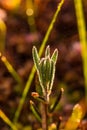 A beautiful bog rosemary growing in the marsh in morning dew.