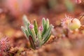 A beautiful bog rosemary growing in the marsh in morning dew.