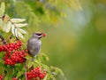 Beautiful Bohemian Waxwing (Bombycilla garrulus) feeding on Rowan tree berries