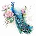 beautiful boho peacock and peonies clipart illustration