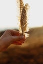 Beautiful boho woman hand holding feathers in evening sunlight,