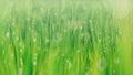 Beautiful bokeh background blur. grass and fog in the morning and drop water. abstract green blur background