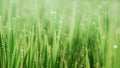 Beautiful bokeh background blur. grass and fog in the morning and drop water. abstract green blur background