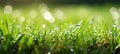Beautiful bokeh background with defocused natural green grass and refreshing water droplets Royalty Free Stock Photo