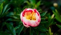 Beautiful bokeh enhances pink peony flower amidst lush green leaves Royalty Free Stock Photo