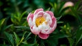Beautiful bokeh enhances pink peony flower amidst lush green leaves Royalty Free Stock Photo