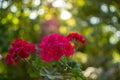 Beautiful Bokeh of a flower Royalty Free Stock Photo