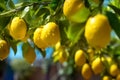 Beautiful bokeh lemon garden, bunches of fresh yellow ripe lemons with green leaves.