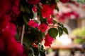 Beautiful bokeh of red bougainvillea bush in blossom. Extreme shallow depth of field