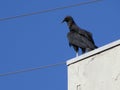 A beautiful bold black-headed vulture Coragyps atratus Royalty Free Stock Photo