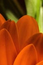 Beautiful bold and colorful orange daisy petals on an green background