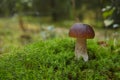 Beautiful Boletus edilus mushroom in forest. White Boletus mushroom in green moss.