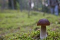 Beautiful Boletus edilus mushroom in forest. White Boletus mushroom in green moss. Royalty Free Stock Photo