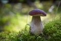 Beautiful Boletus edilus mushroom in forest. White Boletus mushroom in green moss. Royalty Free Stock Photo