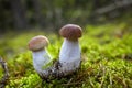 Beautiful Boletus edilus mushrooms in forest. White Boletus mushrooms in green moss.