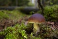 Beautiful Boletus edilus mushroom in forest. White Boletus mushroom in green moss. Royalty Free Stock Photo