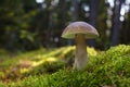 Beautiful Boletus edilus mushroom in forest. White Boletus mushroom in green moss. Royalty Free Stock Photo