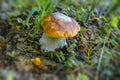 Beautiful boletus edulis mushroom in the forest