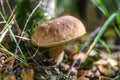 Beautiful boletus edulis mushroom growing in the forest Royalty Free Stock Photo