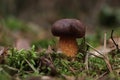 Beautiful boletus mushroom growing in forest on autumn day. Space for text