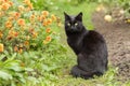 Beautiful bombay black cat in garden with flowers. Outdoors, nature