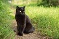 Bombay black cat in green grass. Outdoors, nature Royalty Free Stock Photo