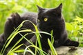Beautiful bombay black cat portrait in green grass in nature Royalty Free Stock Photo