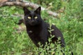 Beautiful bombay black cat portrait in green grass. Outdoors, nature Royalty Free Stock Photo