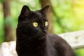 Beautiful bombay black cat portrait in profile with yellow eyes, copy space Royalty Free Stock Photo