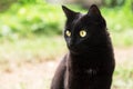 Beautiful bombay black cat portrait in profile with yellow eyes on green nature bokeh background close up, copy space Royalty Free Stock Photo