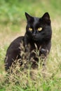 Beautiful bombay black cat portrait with yellow eyes and attentive look. Cat sit in green grass in nature in garden Royalty Free Stock Photo