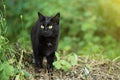 Beautiful bombay black cat portrait with yellow eyes and attentive look in green grass in nature Royalty Free Stock Photo