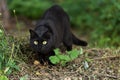 Beautiful bombay black cat portrait with yellow eyes and attentive look in green grass in nature Royalty Free Stock Photo