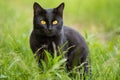 Beautiful bombay black cat portrait with yellow eyes and attentive look in green grass in nature Royalty Free Stock Photo