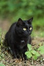 Beautiful bombay black cat portrait with yellow eyes and attentive look in green grass in nature Royalty Free Stock Photo