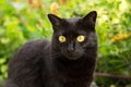 Beautiful bombay black cat portrait with yellow eyes and attentive look in green grass in nature Royalty Free Stock Photo