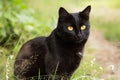 Beautiful bombay black cat portrait with yellow eyes and attentive look in green grass in nature in garden Royalty Free Stock Photo