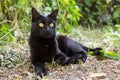 Beautiful bombay black cat portrait with yellow eyes in green grass in nature Royalty Free Stock Photo