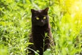 Beautiful bombay black cat portrait with yellow eyes and attentive look in green grass in nature in sunlight Royalty Free Stock Photo