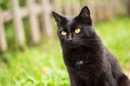 Beautiful bombay black cat portrait with yellow eyes and attentive look in green grass outdoors in nature, copyspace Royalty Free Stock Photo