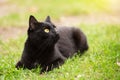 Beautiful bombay black cat portrait with yellow eyes and attentive look lies in spring grass in nature. Looking in the right Royalty Free Stock Photo