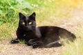 Beautiful Bombay black cat portrait with yellow eyes and attentive smart look lie outdoors in green grass in nature in summer Royalty Free Stock Photo