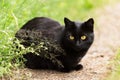 Beautiful Bombay black cat portrait with yellow eyes and attentive smart look lie outdoors in green grass in nature Royalty Free Stock Photo