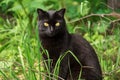 Beautiful bombay black cat portrait with yellow eyes and attentive smart look sit in green grass in nature Royalty Free Stock Photo