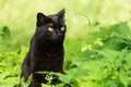 Beautiful bombay black cat portrait with yellow eyes. Cat sit in green grass and plants in nature in garden Royalty Free Stock Photo