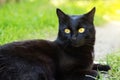 Beautiful bombay black cat portrait with yellow eyes close up in green grass in nature in spring summer Royalty Free Stock Photo